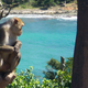 Illustration for article titled Monkey skull reveals the long lost world of the Caribbean